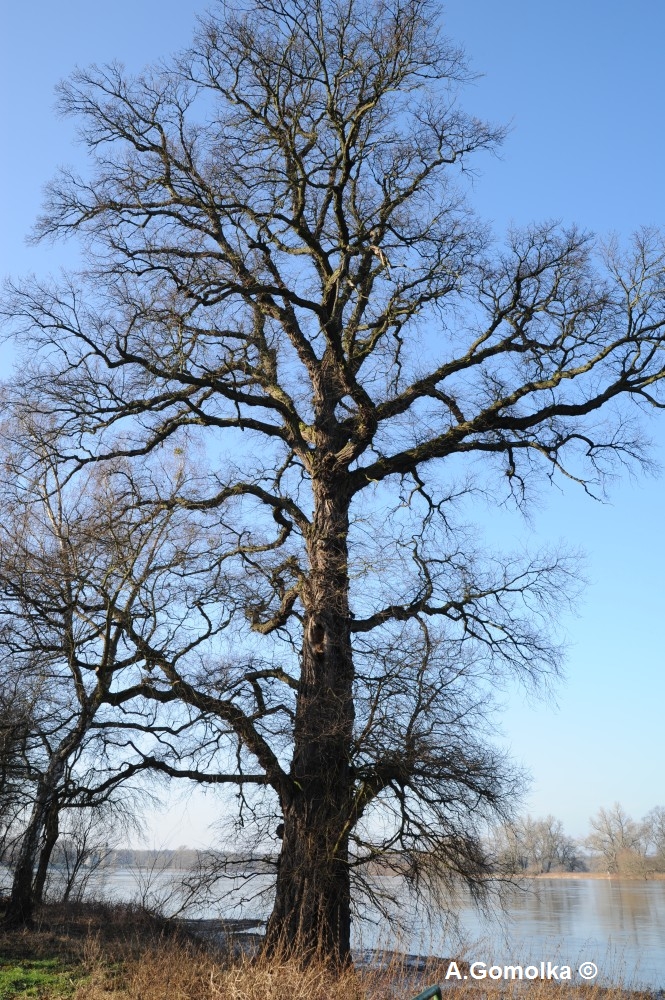 Flatterulme - Leopoldshafen - Februar 2012