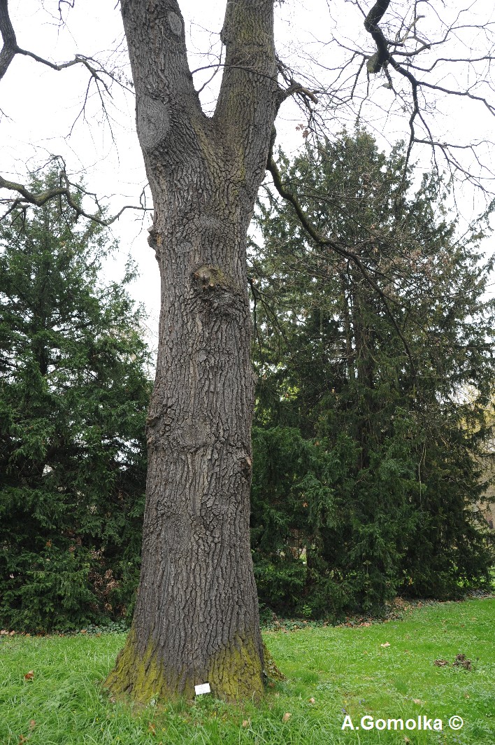 Quercus cerris- Halle, Botanischer Garten - Februar 2012
