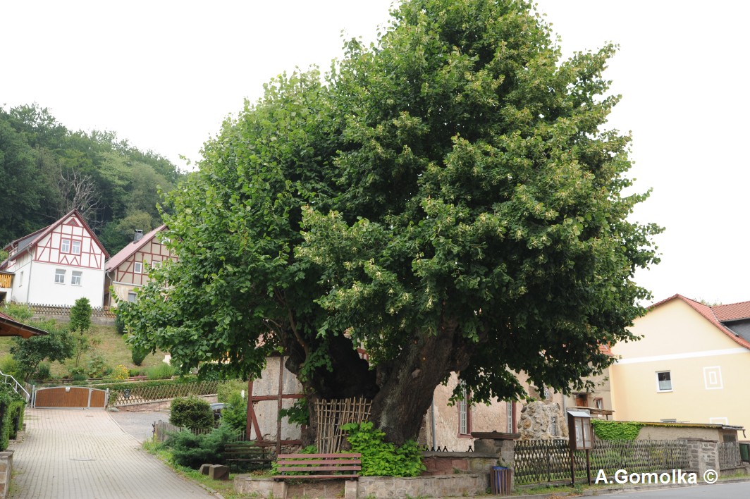 Sommerlinde - Morungen - Sommer 2013