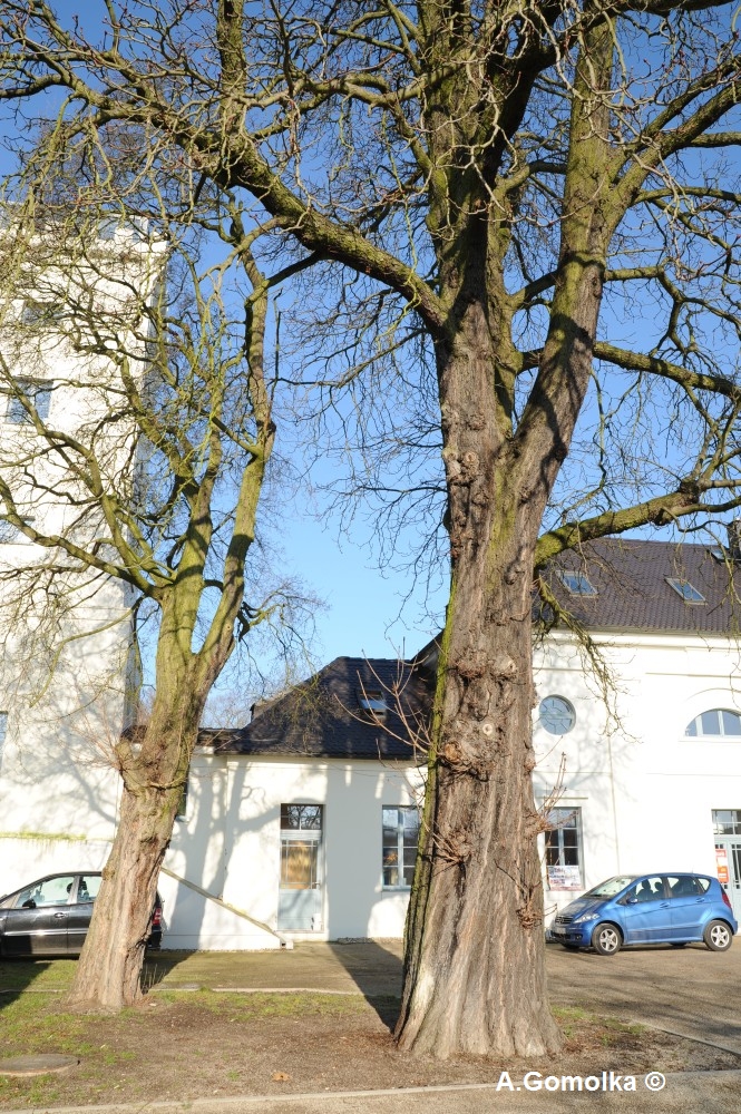 Roßkastanie - Elbzollhaus - Februar 2012