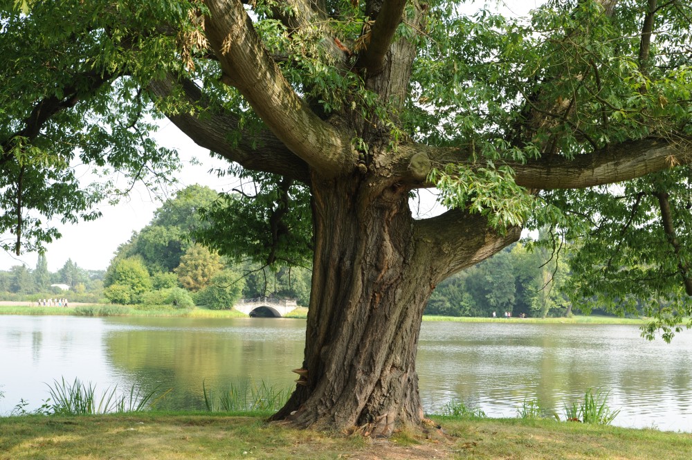 Quercus x heterophylla