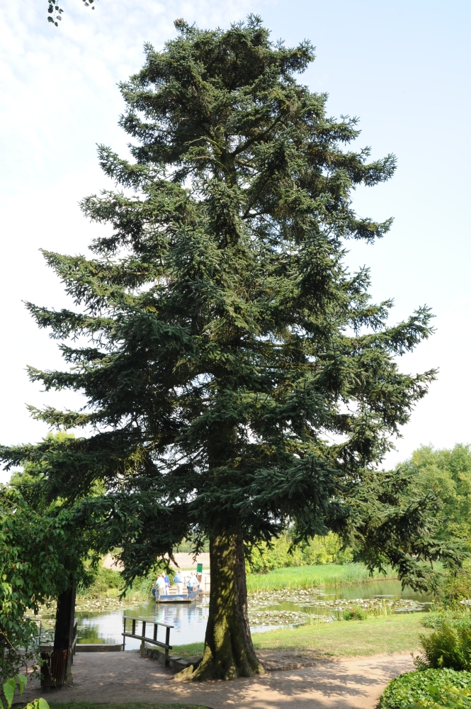 Abies x vilmorinii