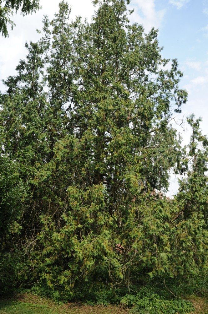 Thuja standishii