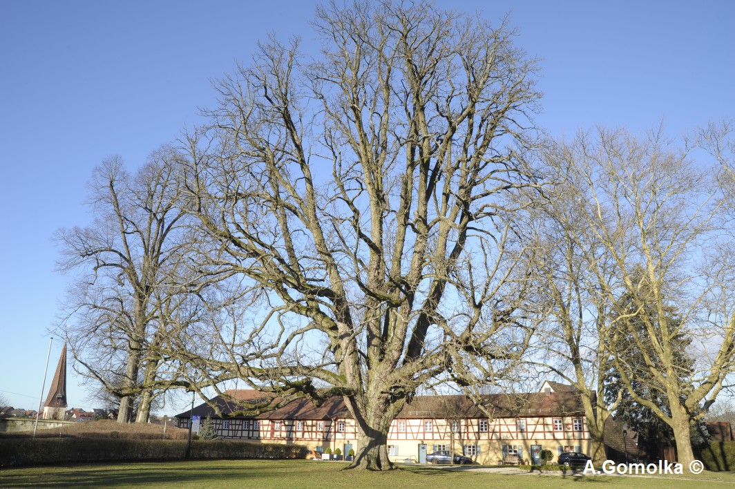 Rosskastanie - Henfenfeld - Dezember 2009