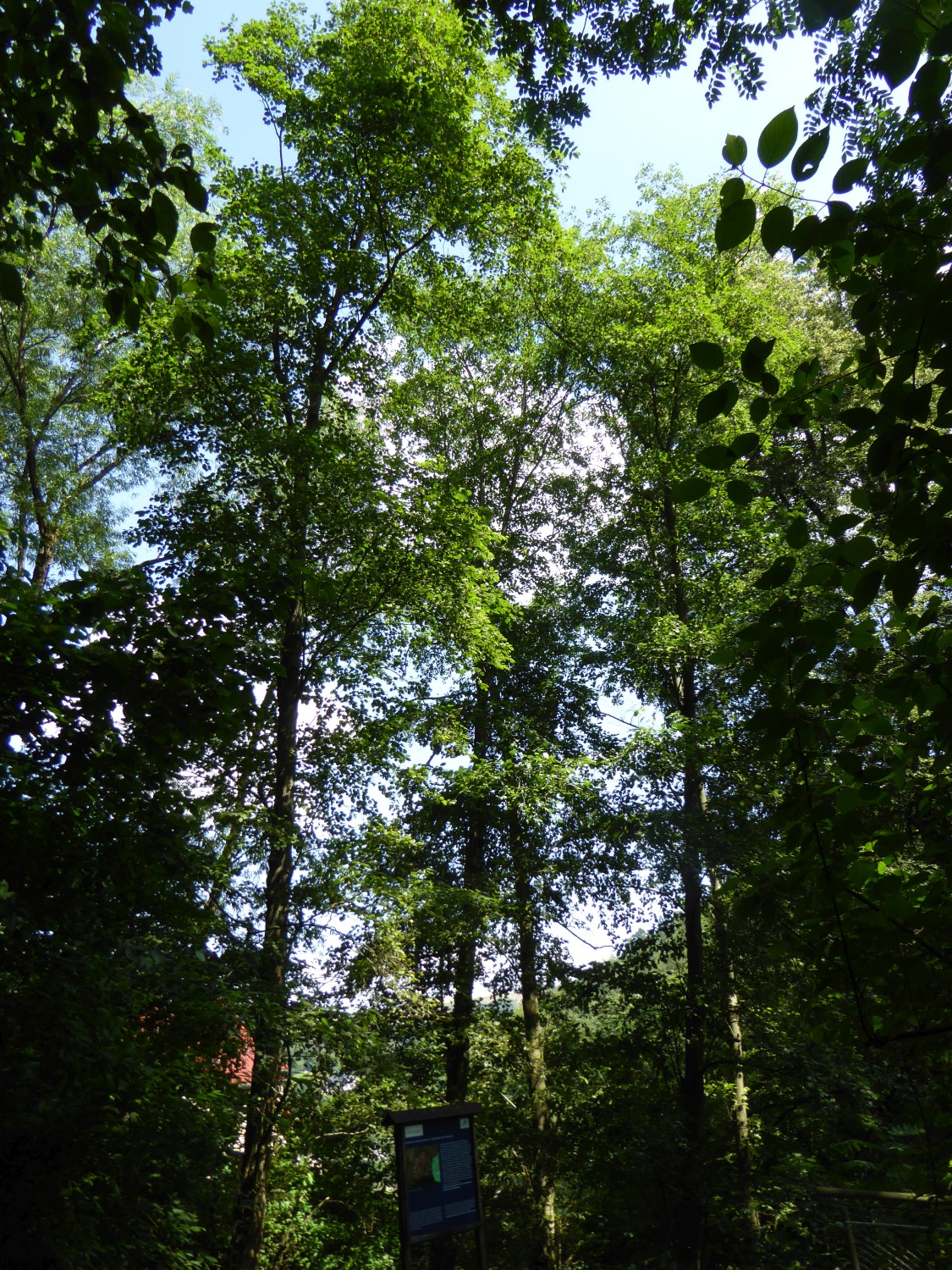 Alnus rubra - Tharandt - 2016