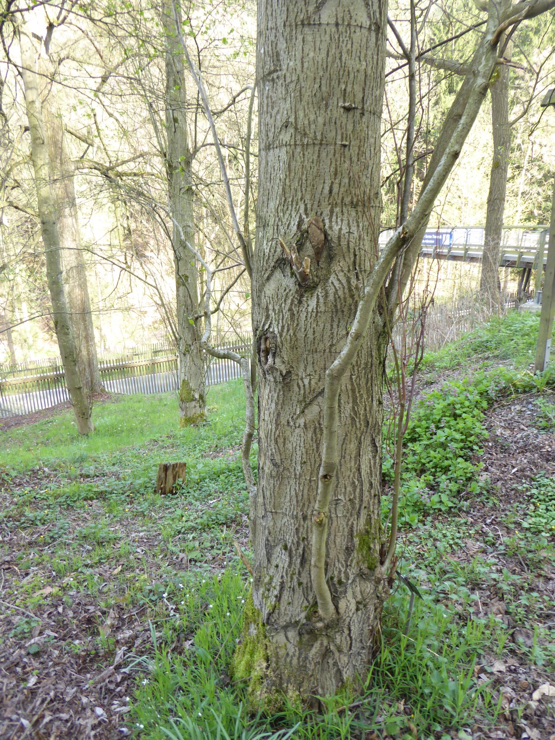 Alnus rubra - Tharandt - 2016