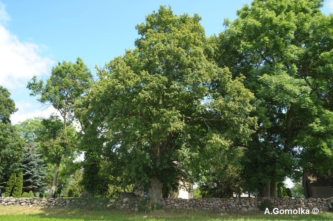 Feldahorn - Nossendorf - Sommer 2011