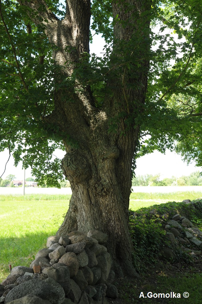 Feldahorn - Nossendorf - Sommer 2011