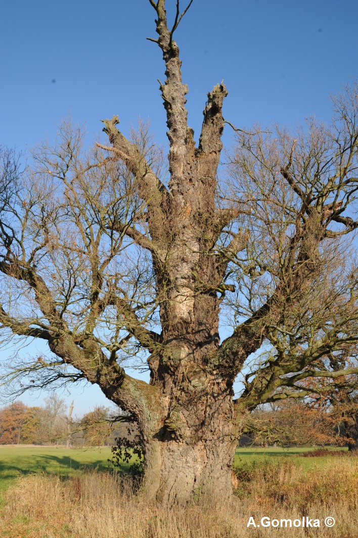 Stieleiche Elbauen - Herbst 2011