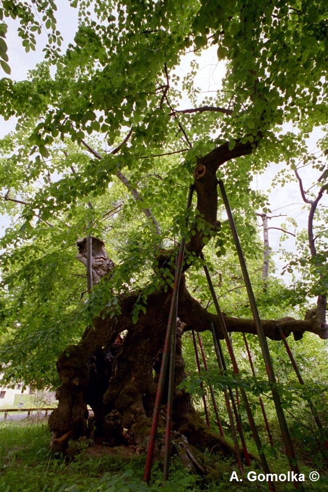 Wolframslinde - Sommer 2003