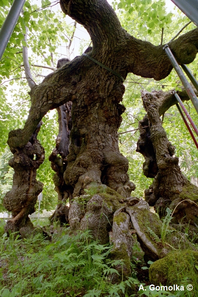 Wolframslinde - Sommer 2003