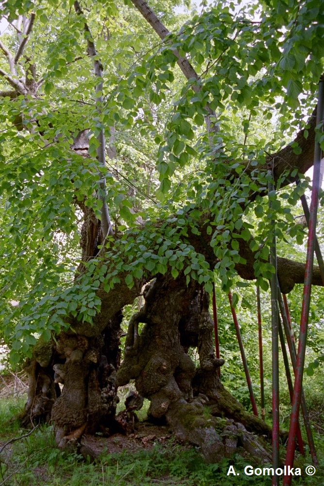 Wolframslinde - Sommer 2003