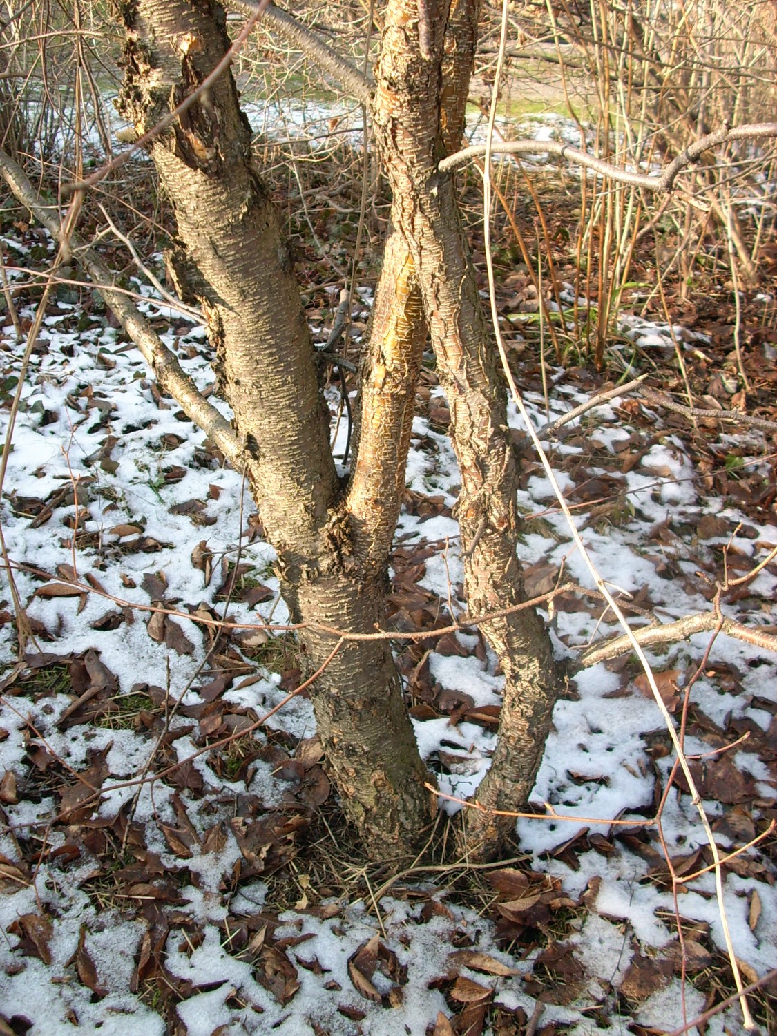 Betula schmidtii - Dresden - 2011