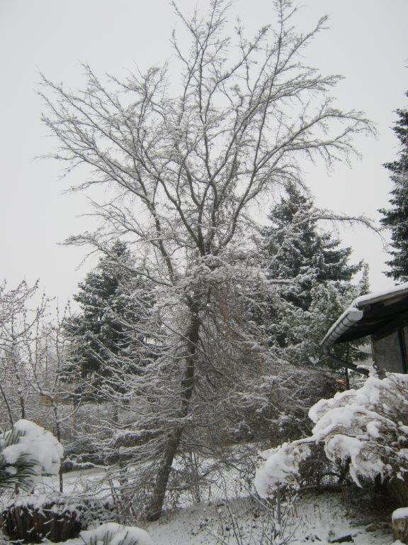 Carpinus orientalis - Gera