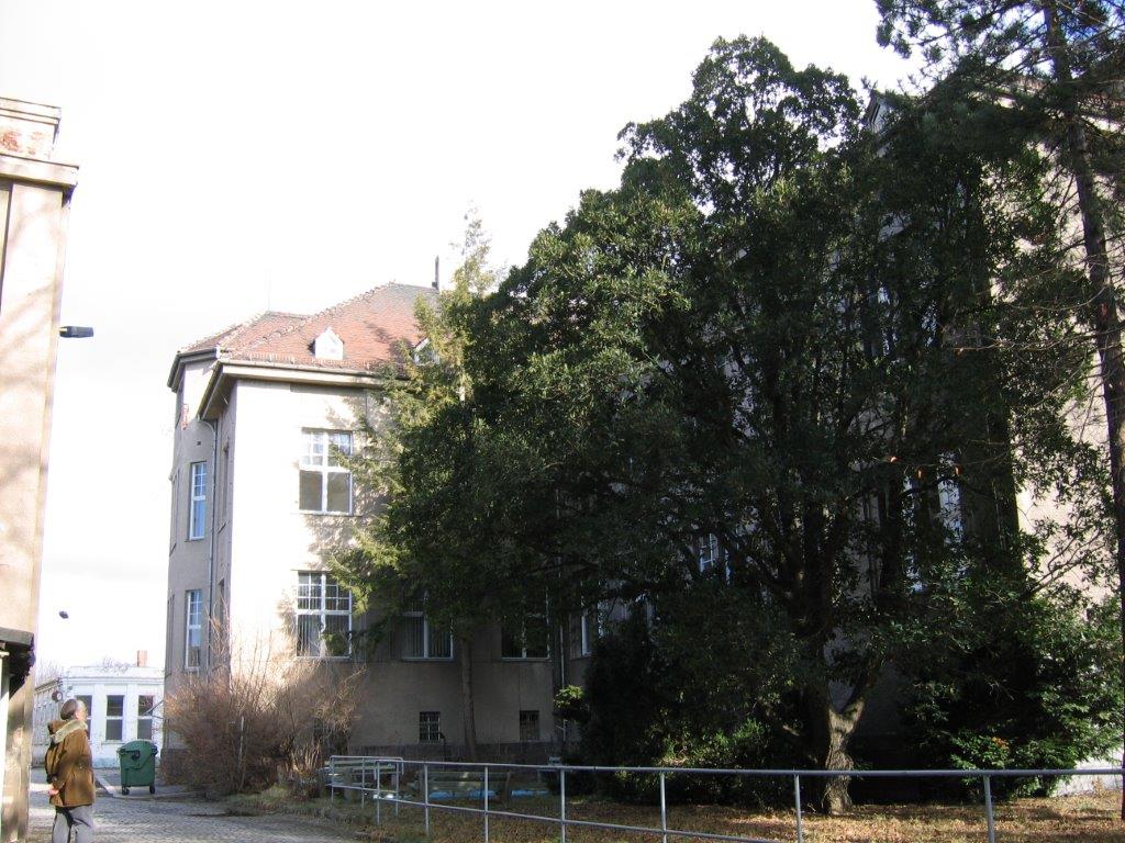 Wintergrüne Eiche - Gera