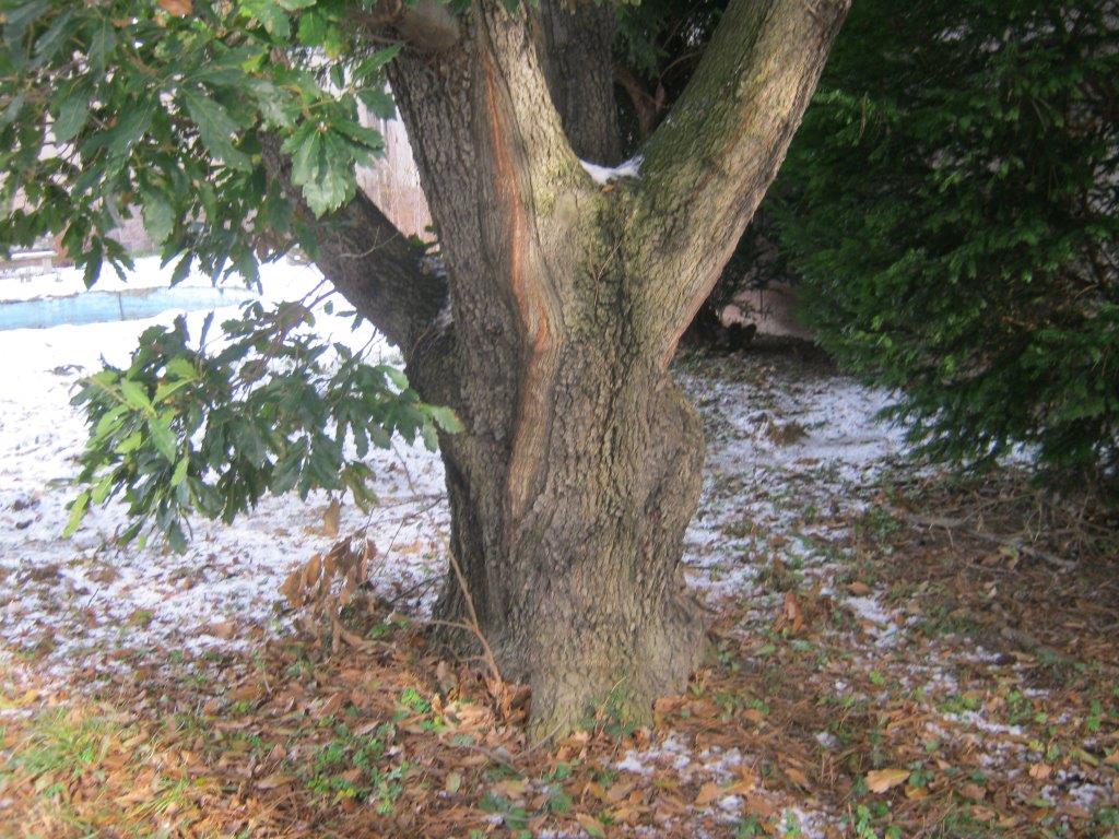 Wintergrüne Eiche - Gera