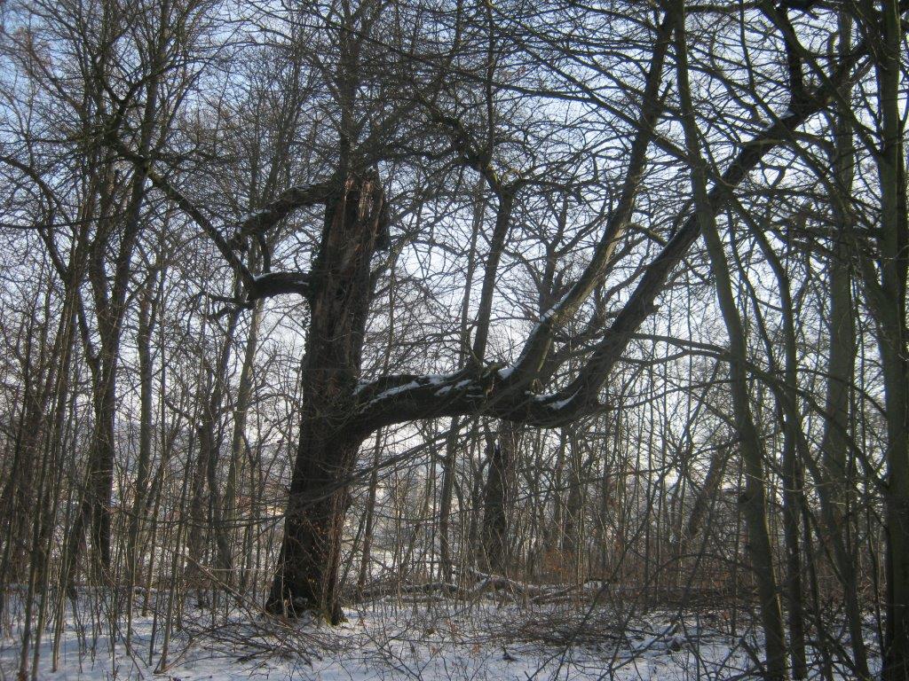 Sorbus latifolia - Gera