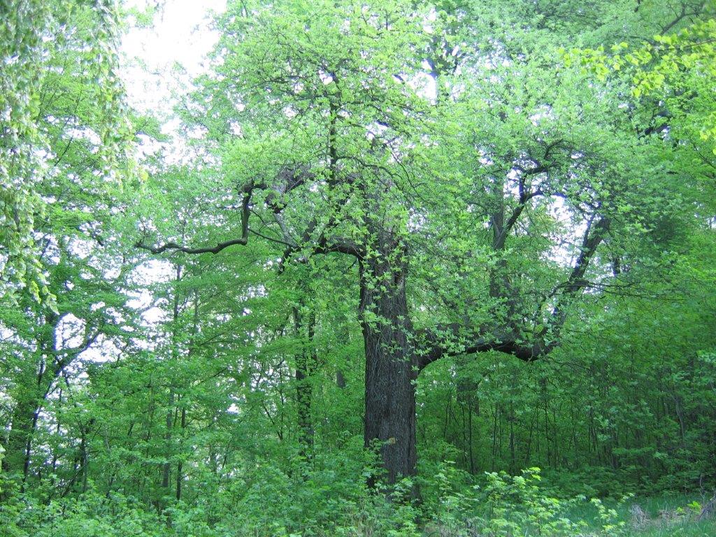 Sorbus latifolia - Gera