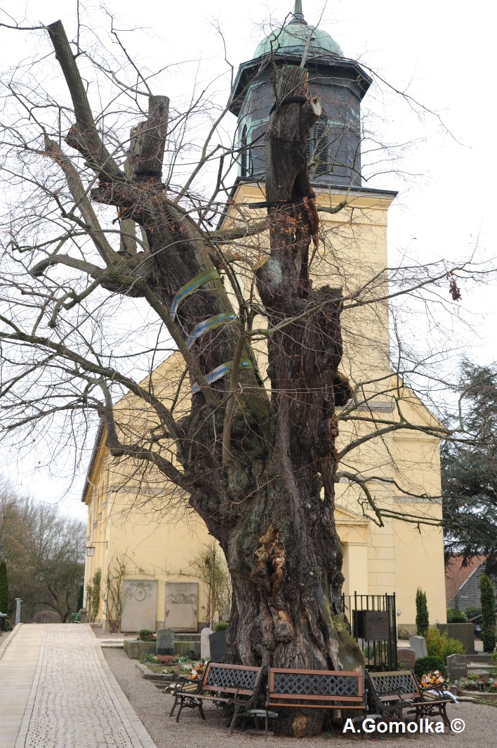 Somerlinde - Bremen, Horner Kirche - Februar 2014