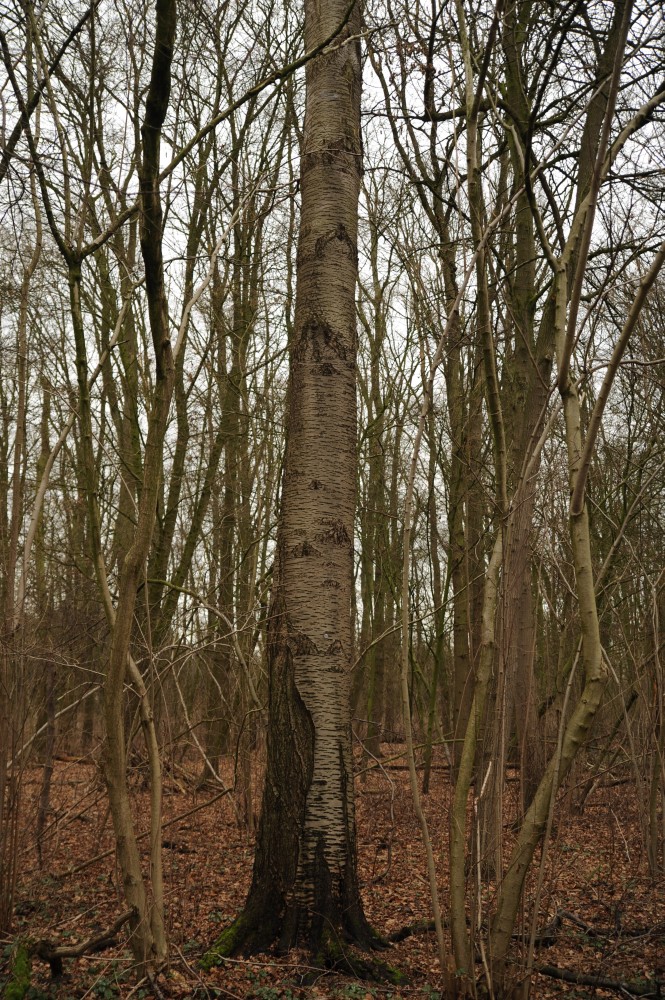 Prunus avium - Bremen, Allmerspark - Februar 2014