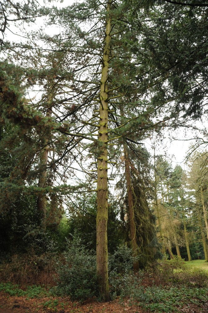 Pinus parviflora - Bremen, Bürgerpark - Februar 2014