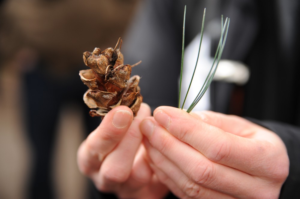 Pinus parviflora - Bremen, Bürgerpark - Februar 2014