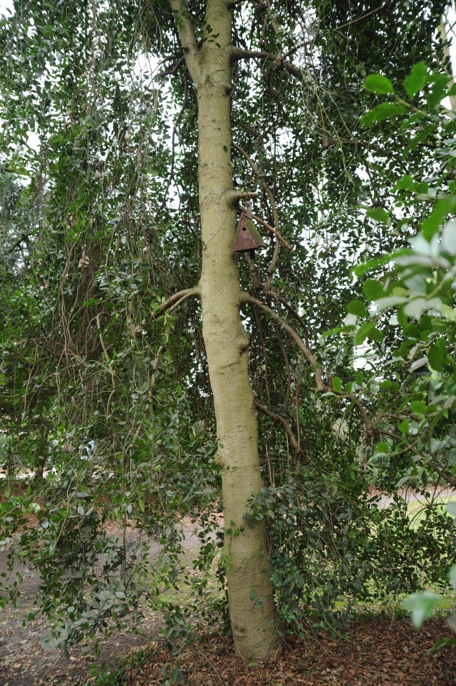 Ilex aquifolium - Bremen, Focke-Museum - Februar 2014