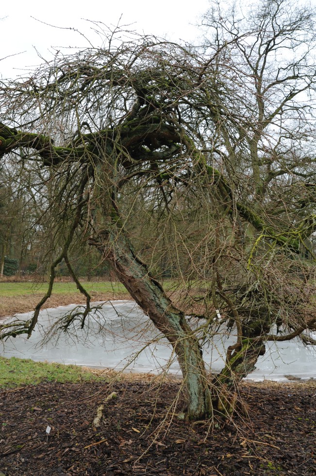 Prunus × subhirtella 'Pendula' - Bremen, Botanischer Garten - Februar 2014