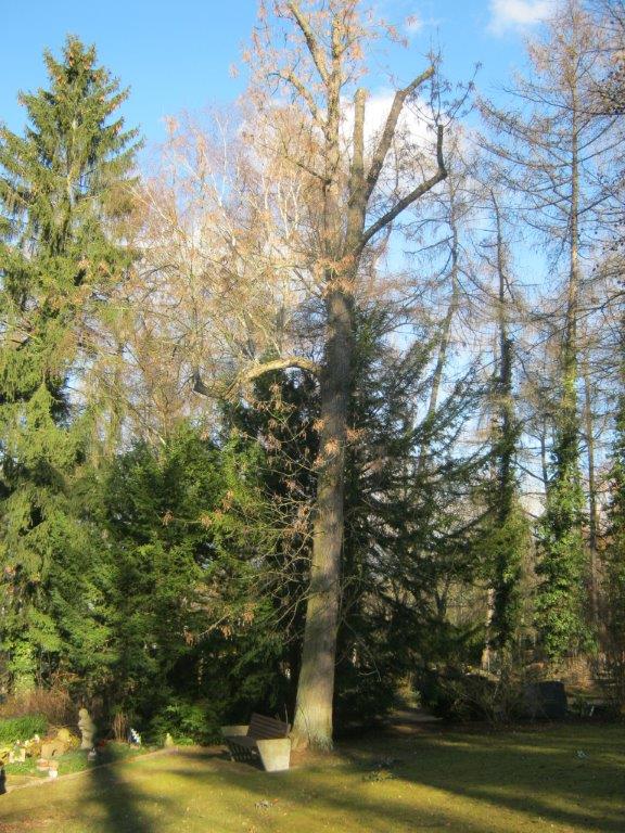 Fraxinus pennsylvanica - Gera
