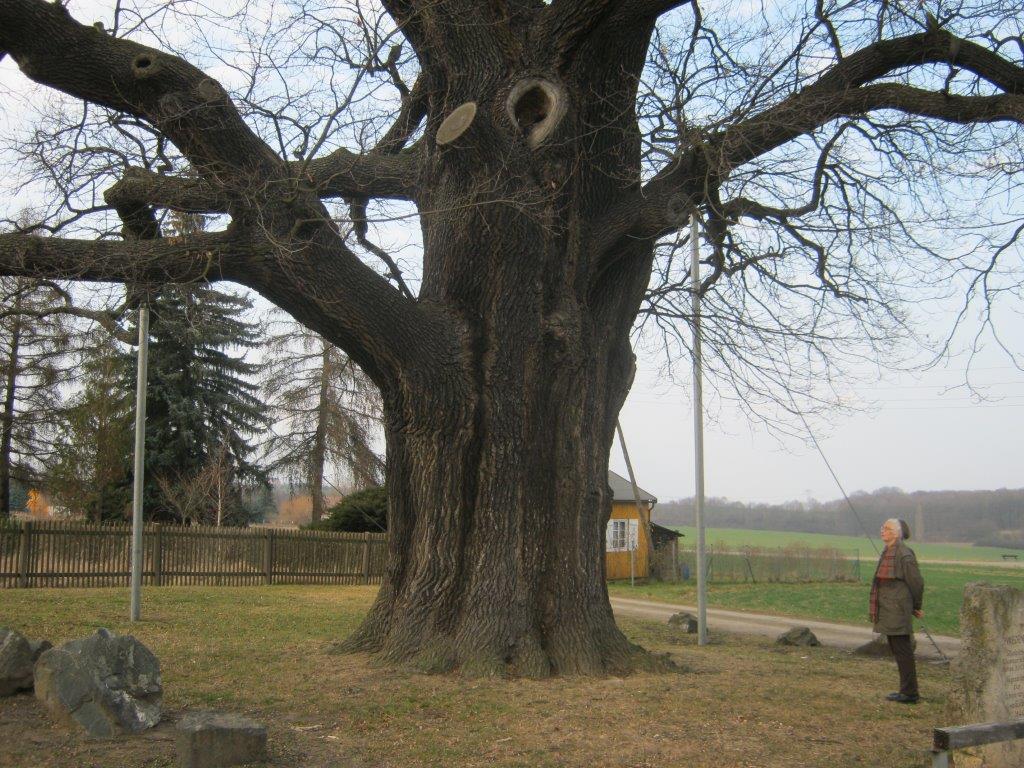 Schwedeneiche bei Weida - März 2014