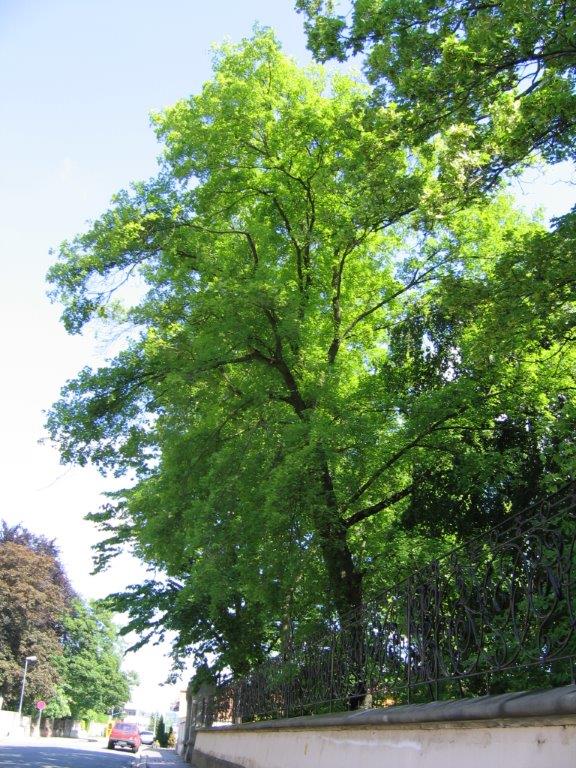 Acer monspessulanum - Gera
