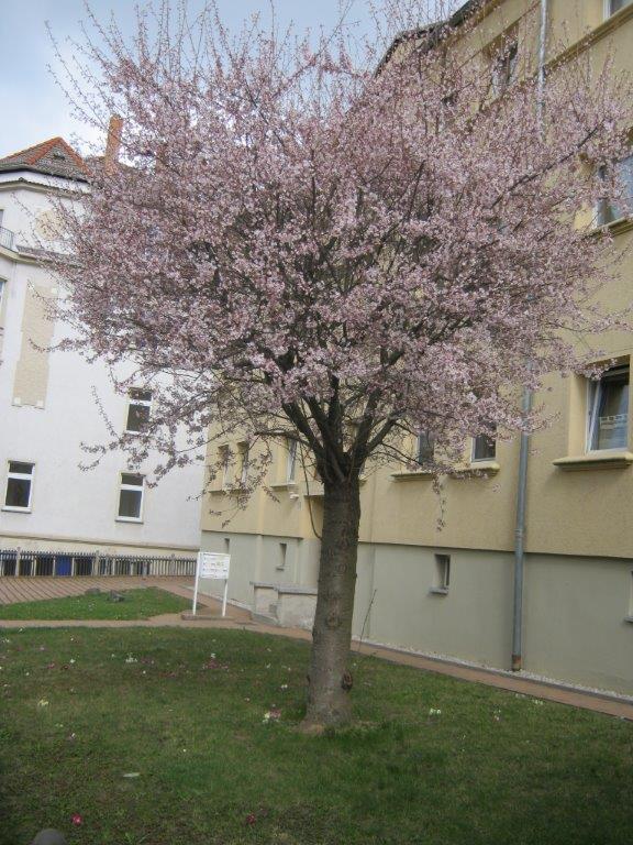 Higan-Kirsche - Gera - 2014