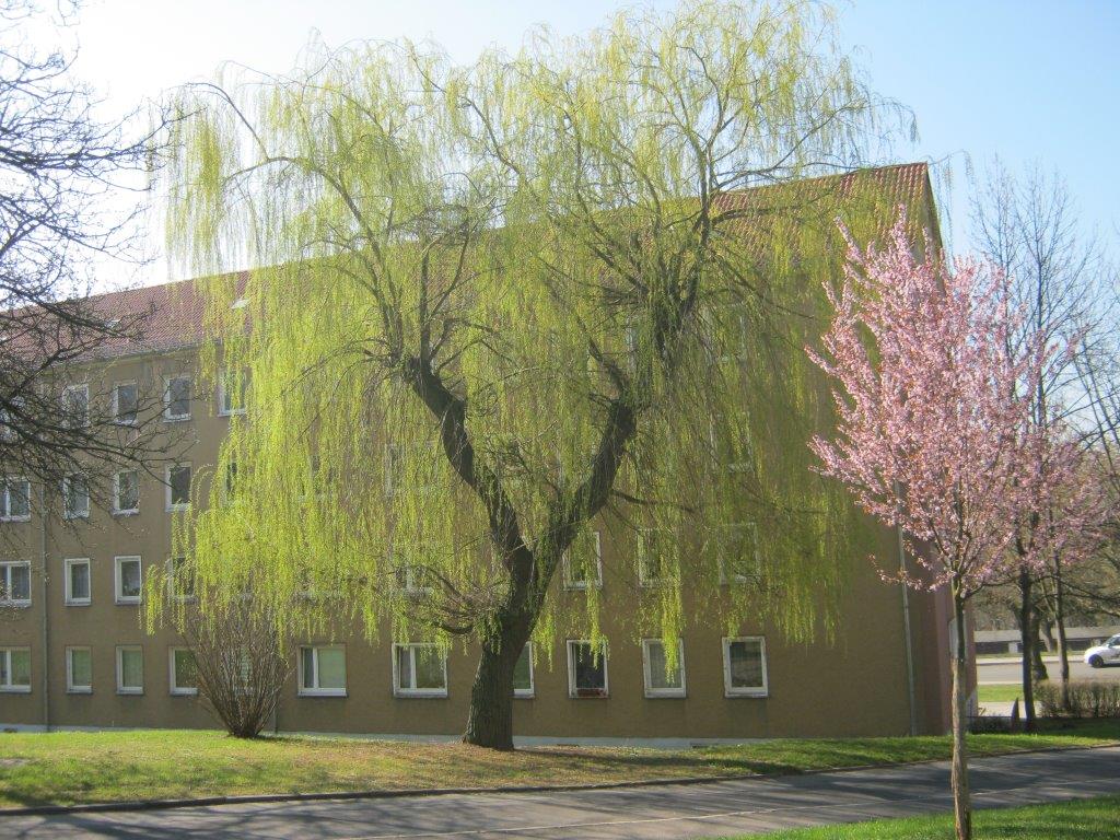 Trauer-Dotter-Weide - Gera - 2014