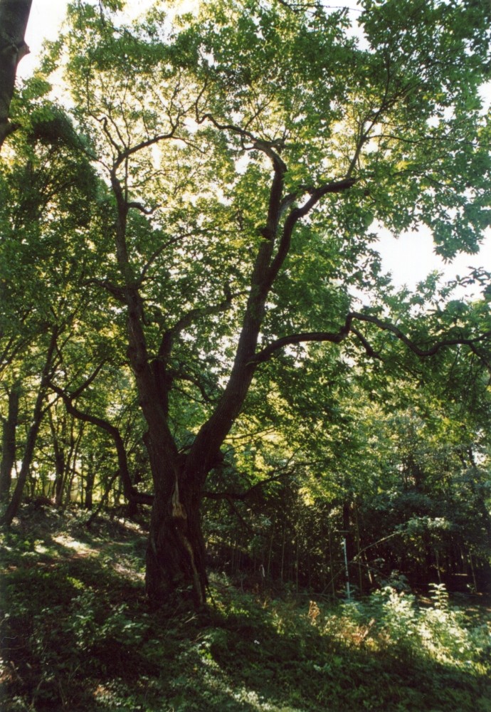 Edelkastanie - Beichlingen - Sommer 2003