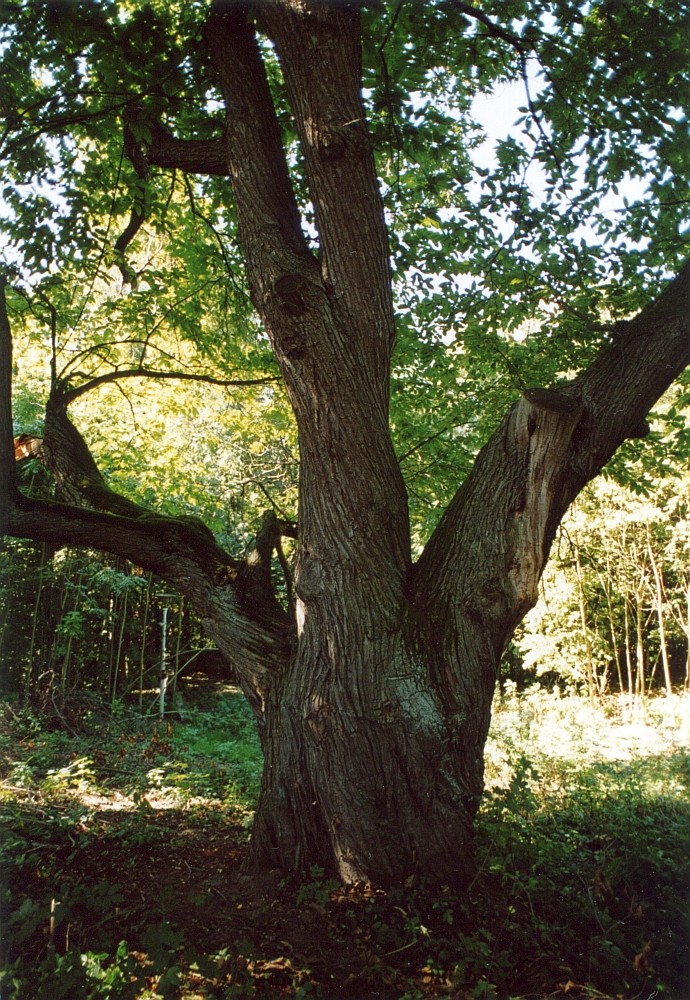 Edelkastanie - Beichlingen - Sommer 2003
