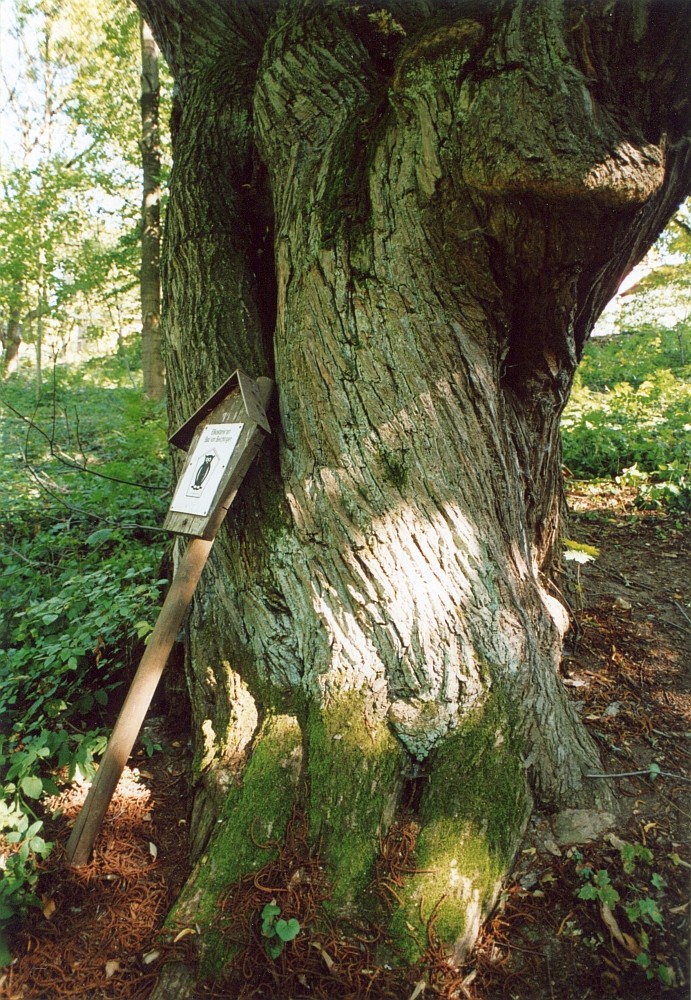 Edelkastanie - Beichlingen - Sommer 2003