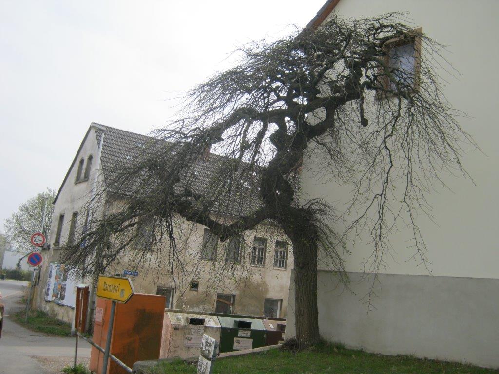 Ulmus glabra 'Pendula' - Gera-Thieschitz - 2014