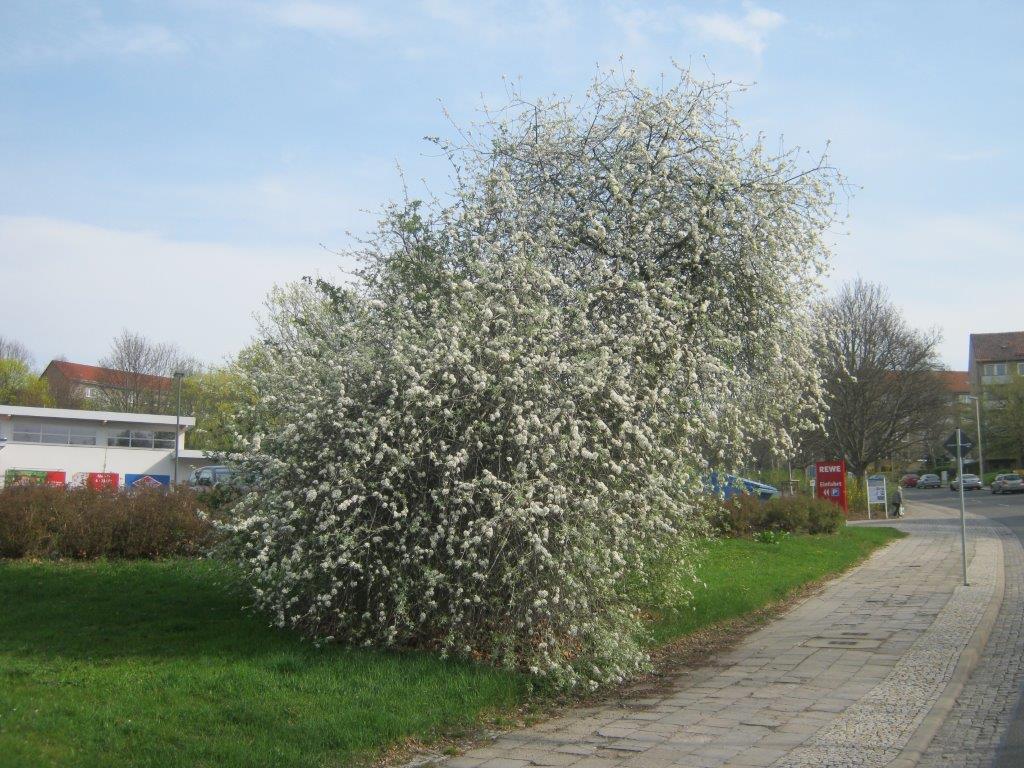Pyrus salicifolia - Gera-Bieblach - 2014