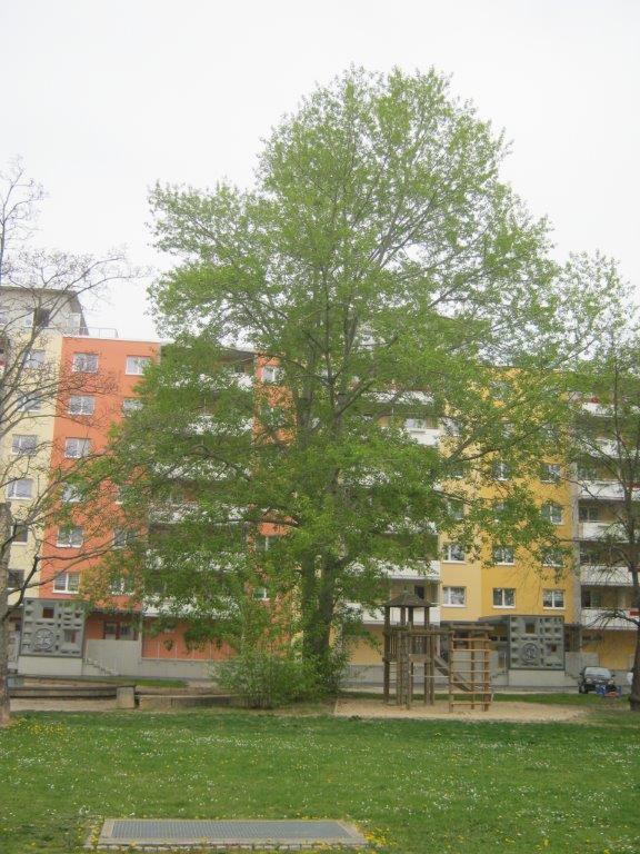 Populus trichocarpa - Gera- 2014