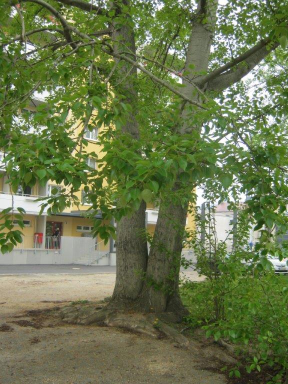 Populus trichocarpa - Gera- 2014