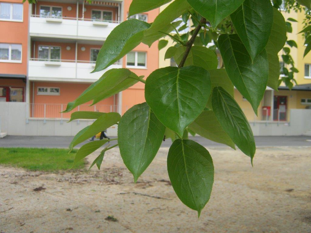 Populus trichocarpa - Gera- 2014