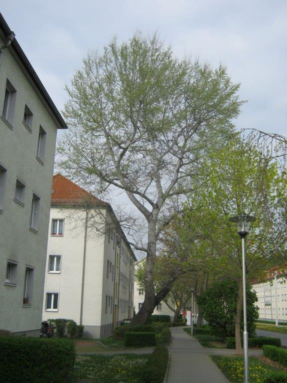 Populus alba - Gera-Zwötzen- 2014