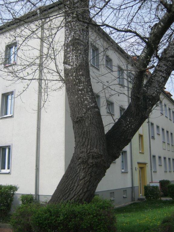 Populus alba - Gera-Zwötzen- 2014