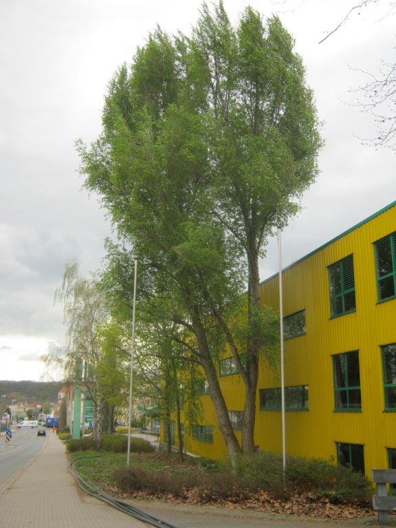 Populus simonii - Gera - 2014