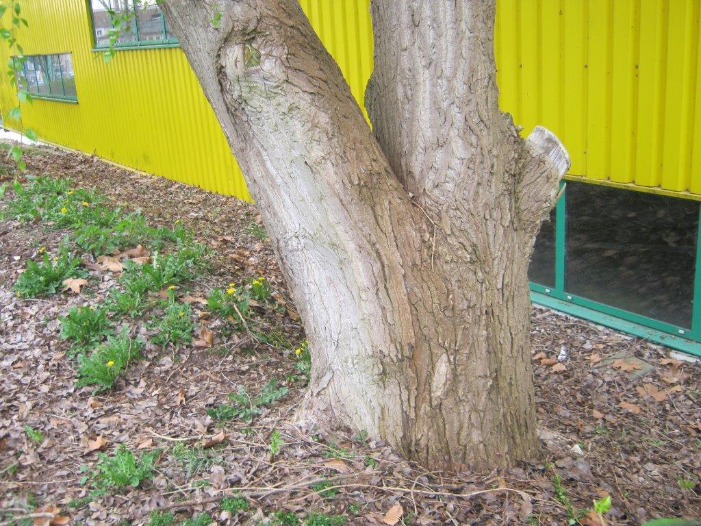 Populus simonii - Gera - 2014