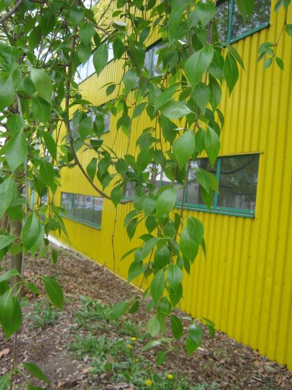 Populus simonii - Gera - 2014