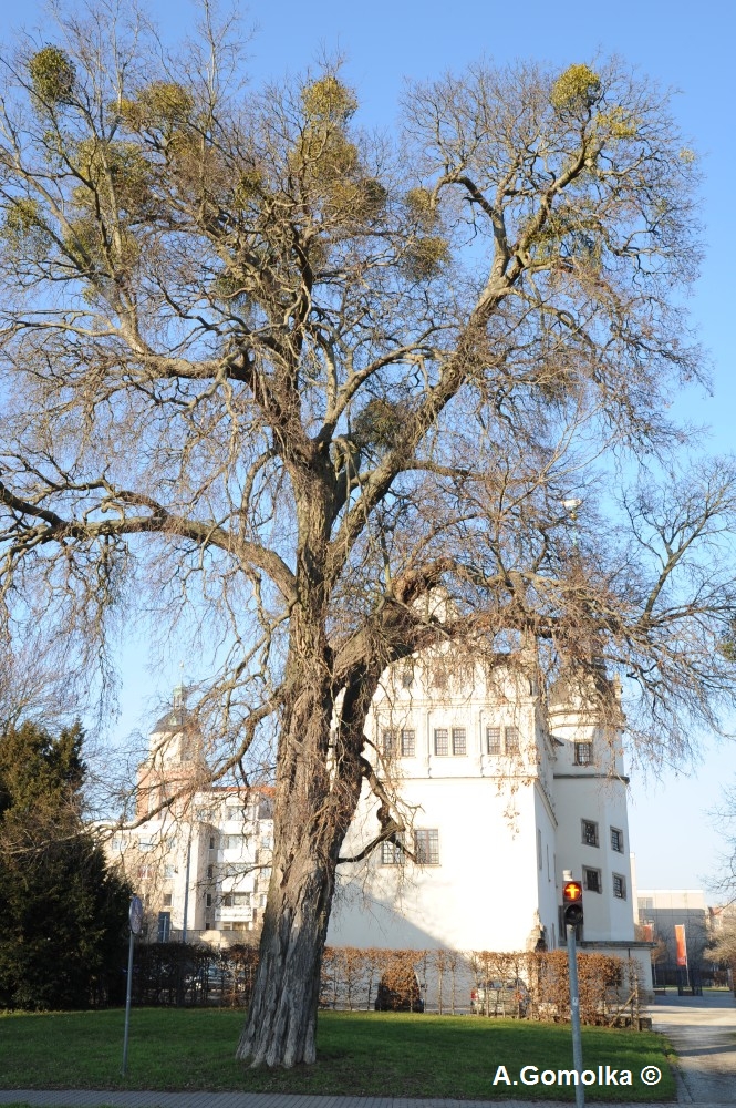 Zürgelbaum - Johannbau - Februar 2012
