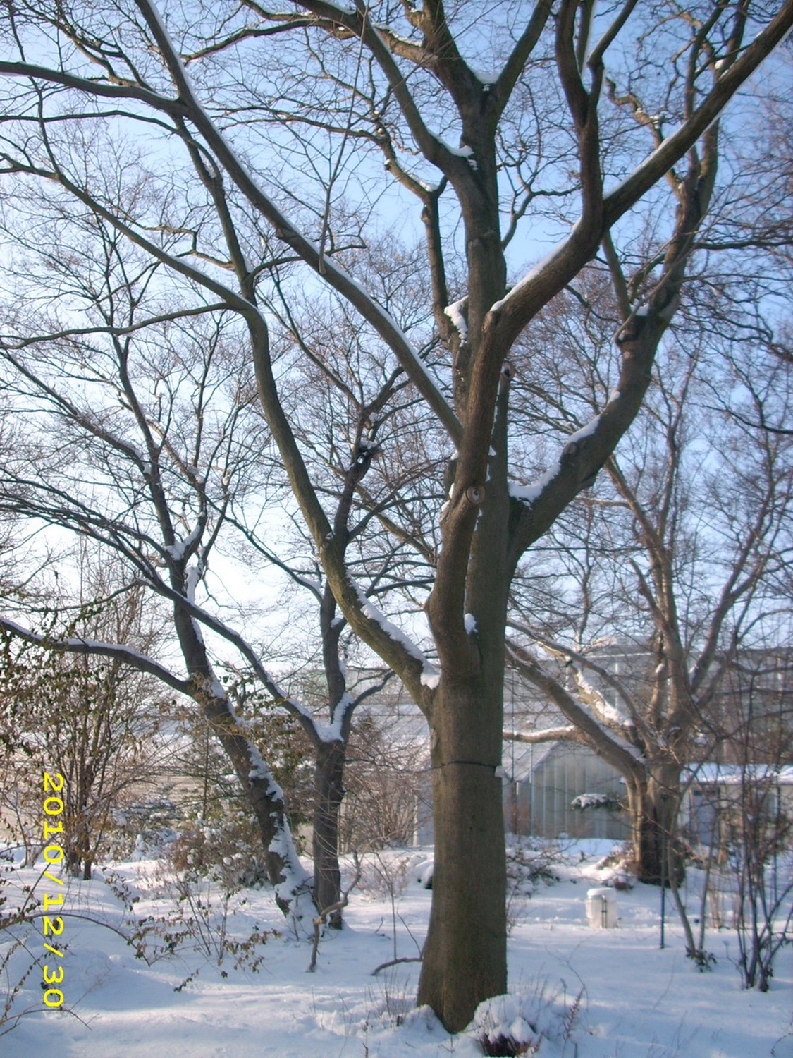 Celtis sinensis - Dresden - 2010