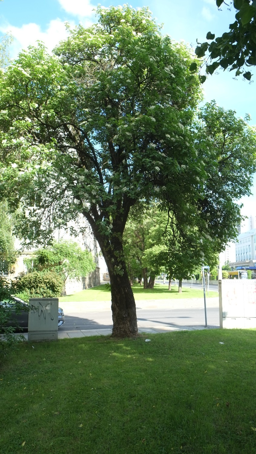 Sambucus nigra - Dresden - 2014
