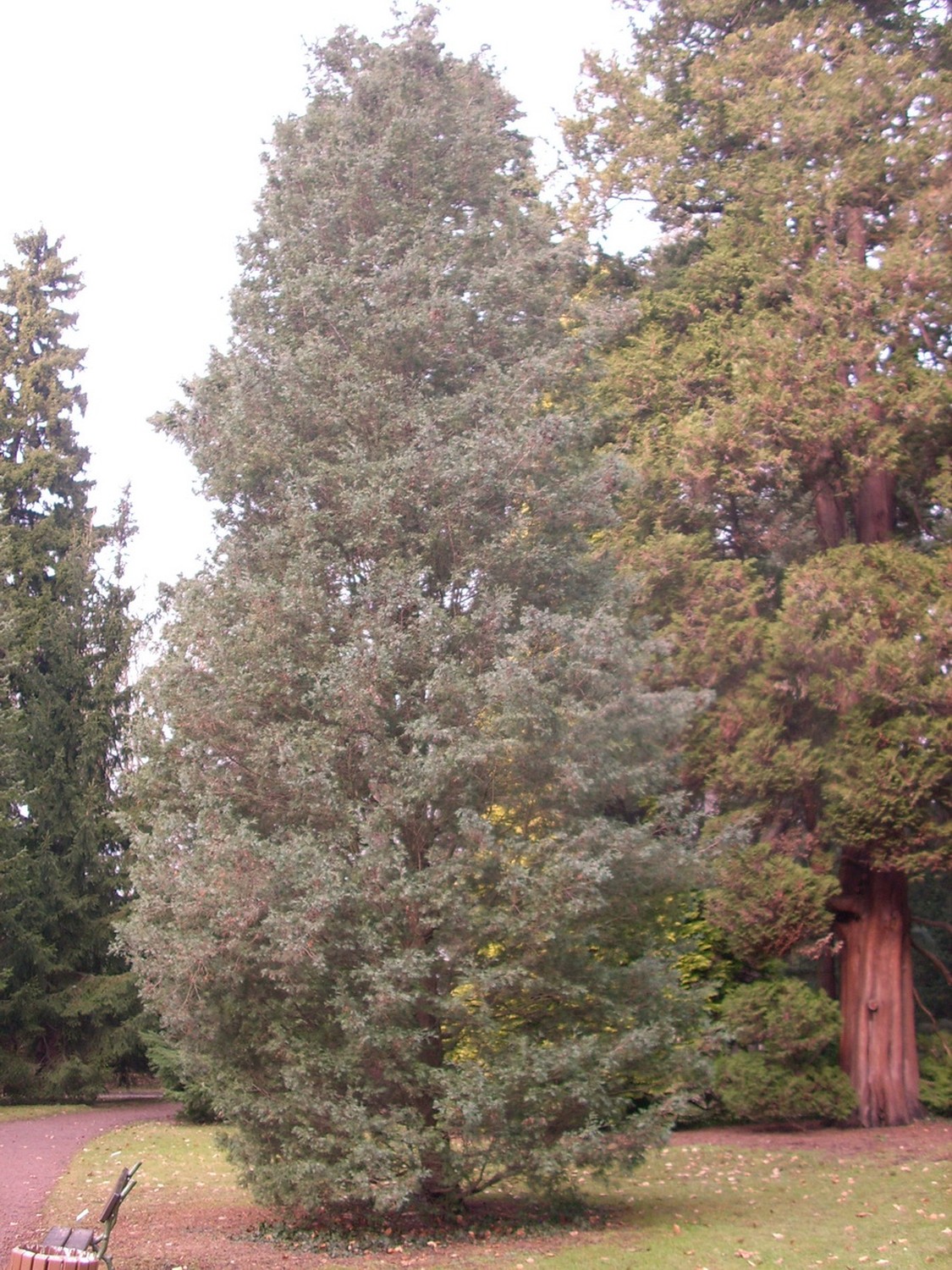 Chamaecyparis thyoides 'Glauca' - Dresden - 2011